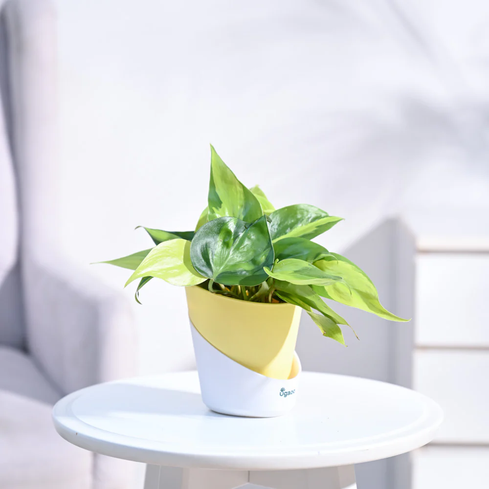Philodendron Brasil Plant - Image 12