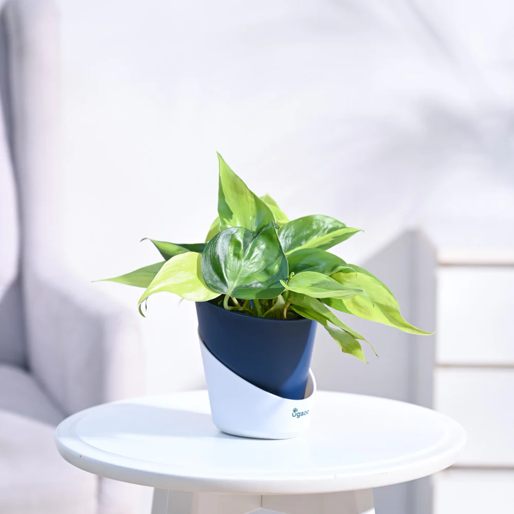 Philodendron Brasil Plant - Image 13