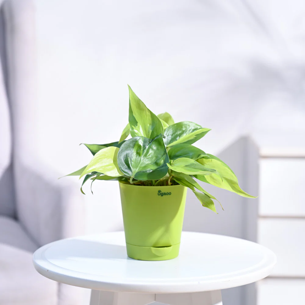 Philodendron Brasil Plant - Image 15