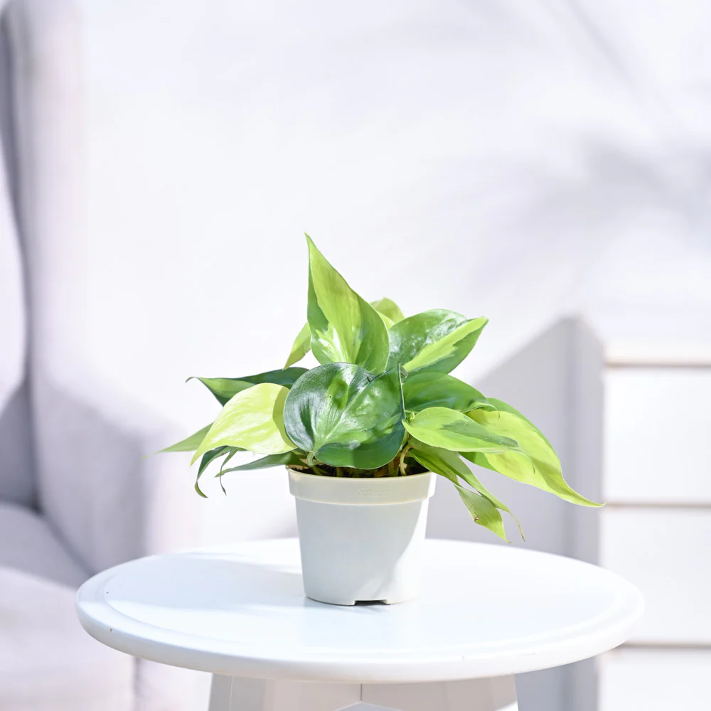 Philodendron Brasil Plant - Image 18