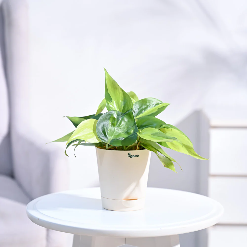 Philodendron Brasil Plant - Image 20