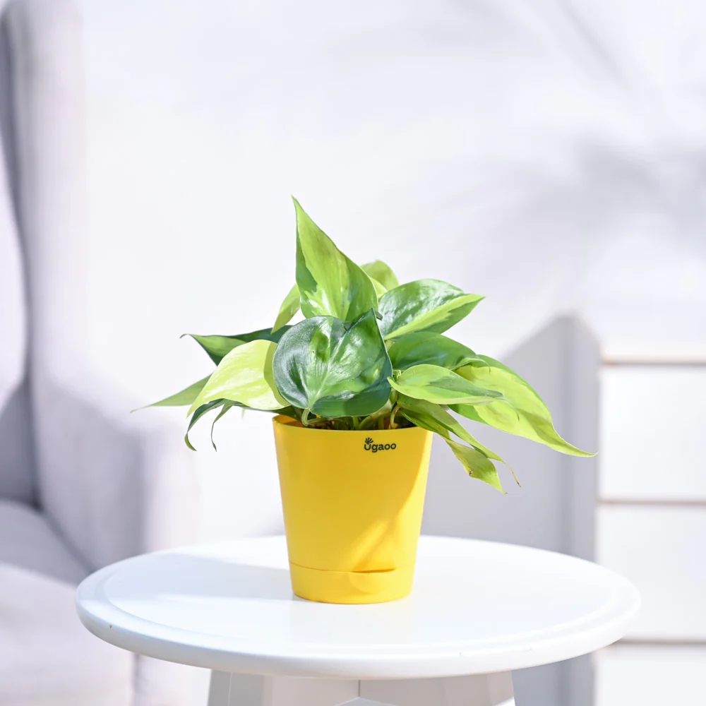 Philodendron Brasil Plant - Image 21