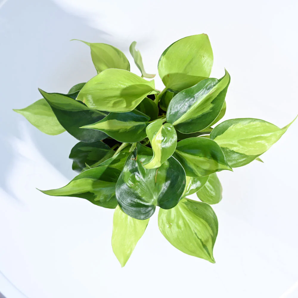 Philodendron Brasil Plant - Image 22