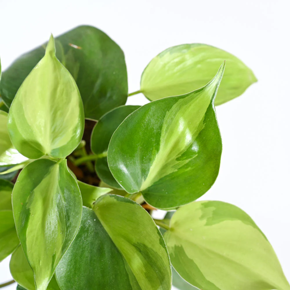 Philodendron Brasil Plant - Image 25