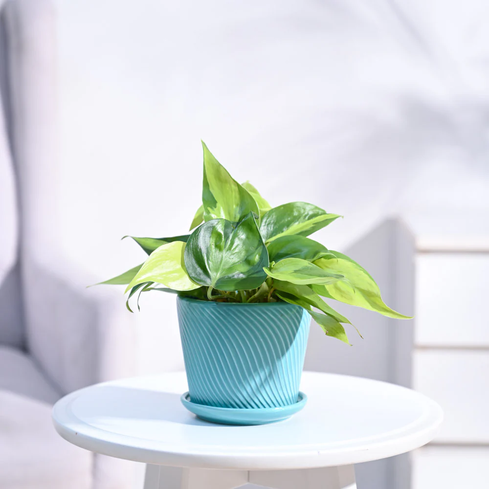 Philodendron Brasil Plant - Image 6
