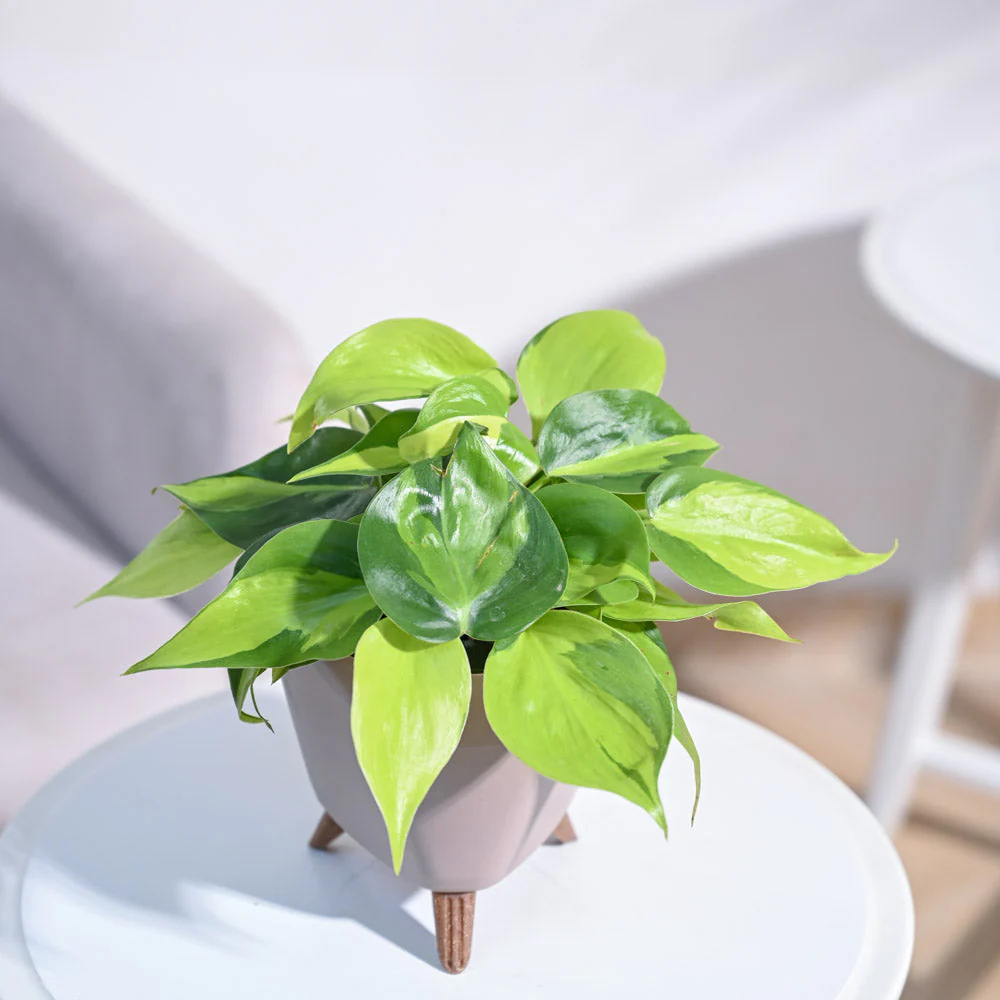 Philodendron Brasil Plant - Image 65