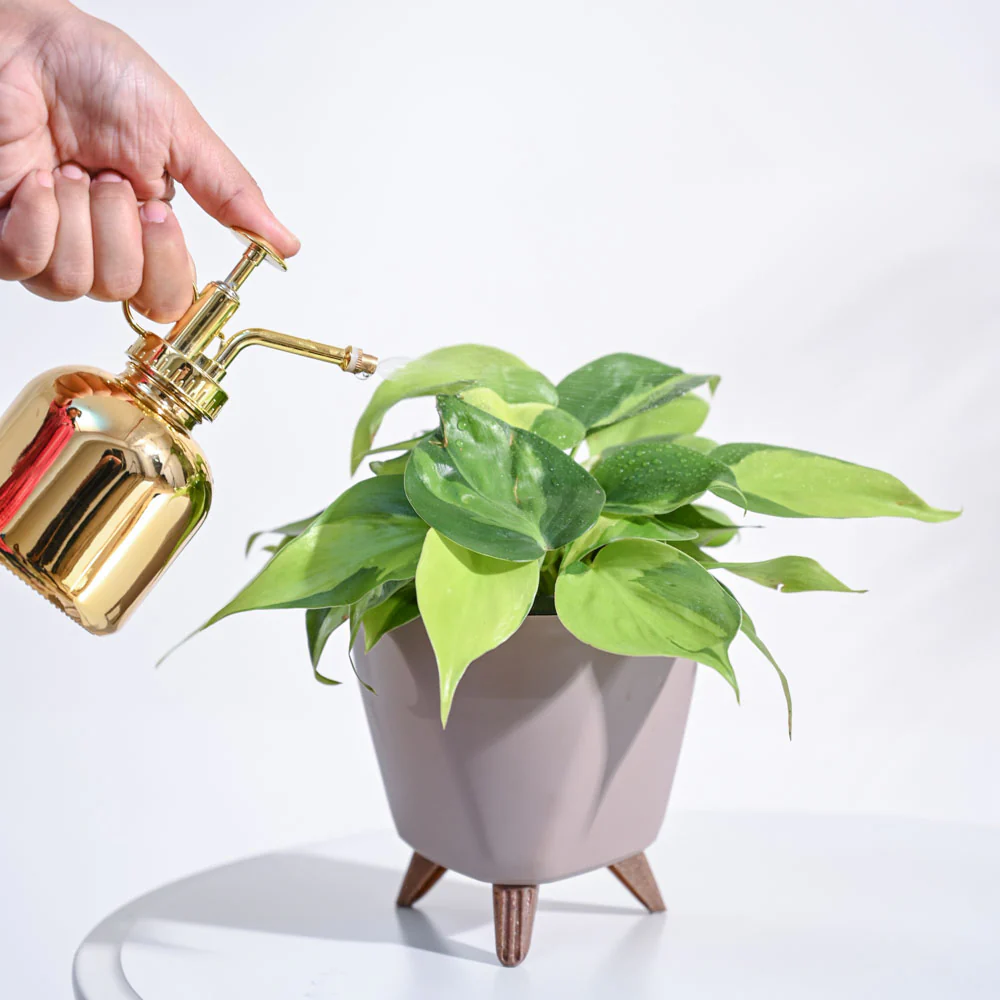 Philodendron Brasil Plant - Image 66