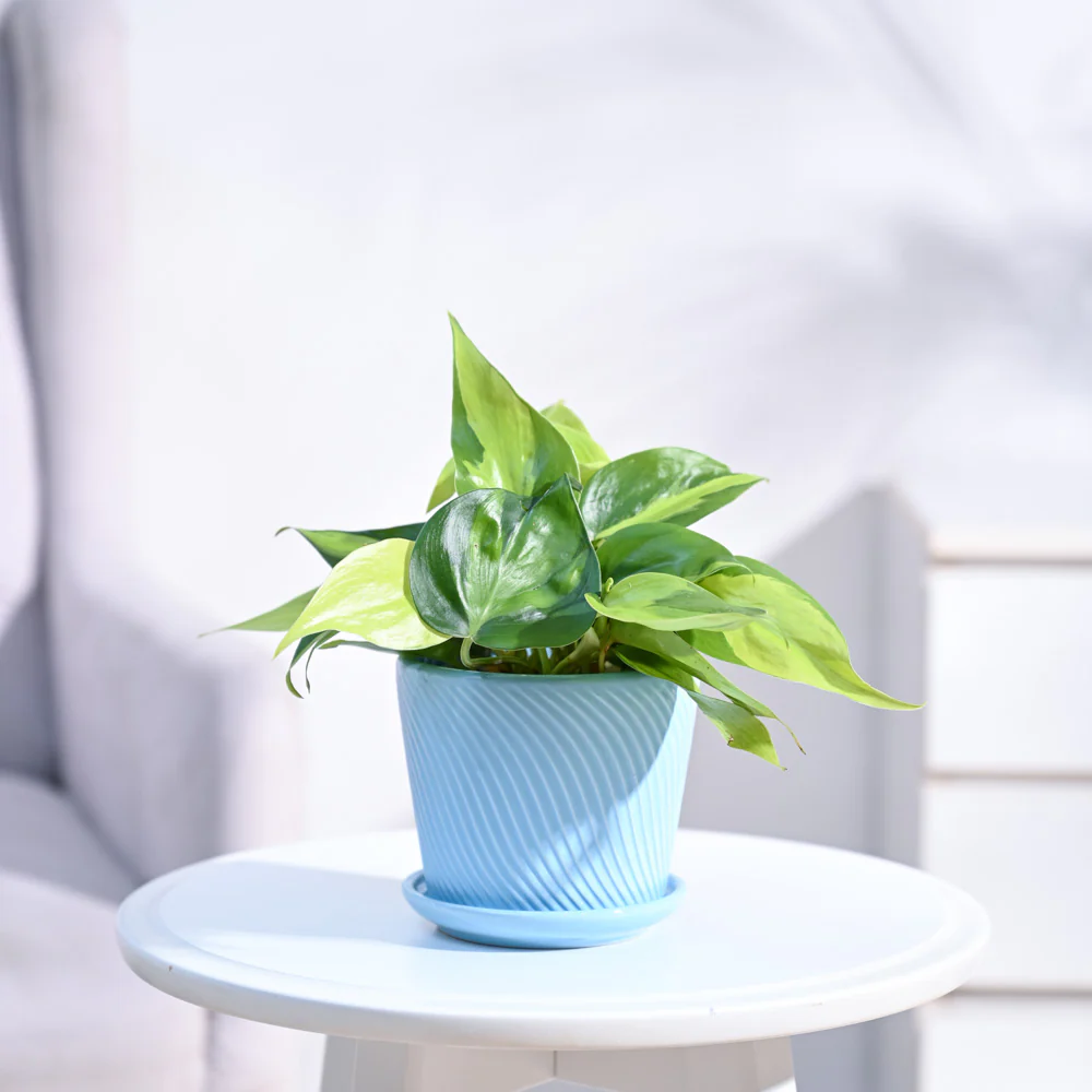 Philodendron Brasil Plant - Image 8
