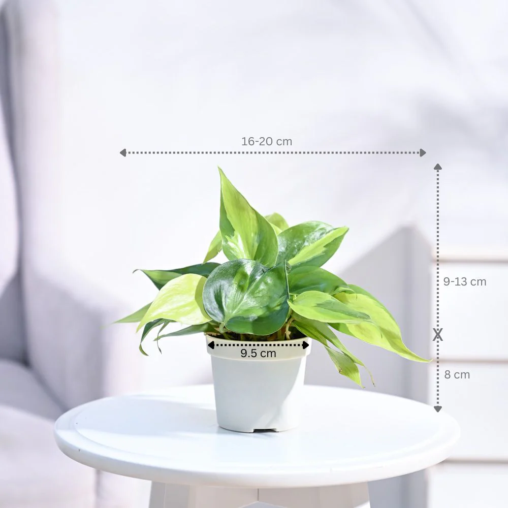 Philodendron Brasil Plant - Image 84