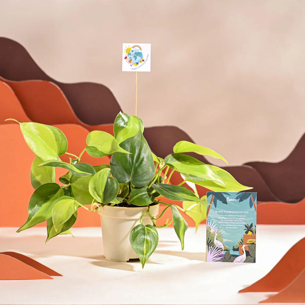 Philodendron Brasil Plant For Environment Day Gifting - Image 15