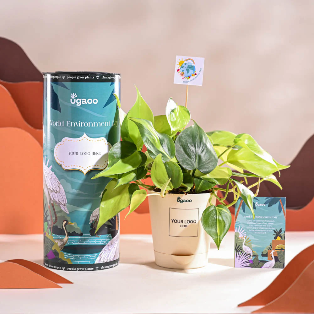 Philodendron Brasil Plant For Environment Day Gifting - Image 2