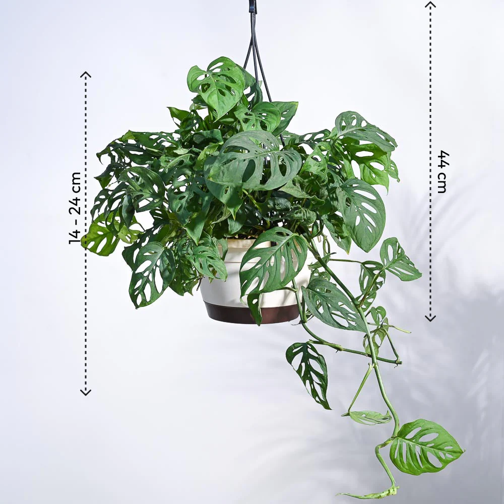 Philodendron Broken Heart With Hanging Pot - Image 4