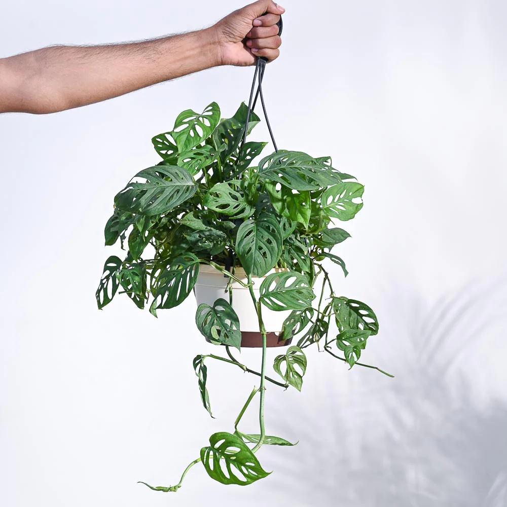 Philodendron Broken Heart With Hanging Pot - Image 5
