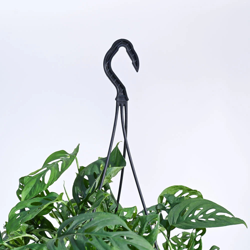 Philodendron Broken Heart With Hanging Pot - Image 6