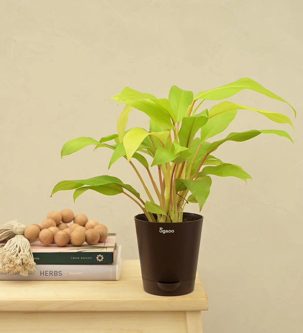 Philodendron Ceylon For Environment Day Gifting - Image 3