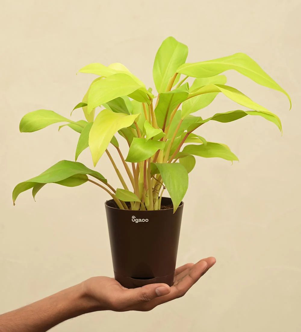 Philodendron Ceylon For Environment Day Gifting - Image 4