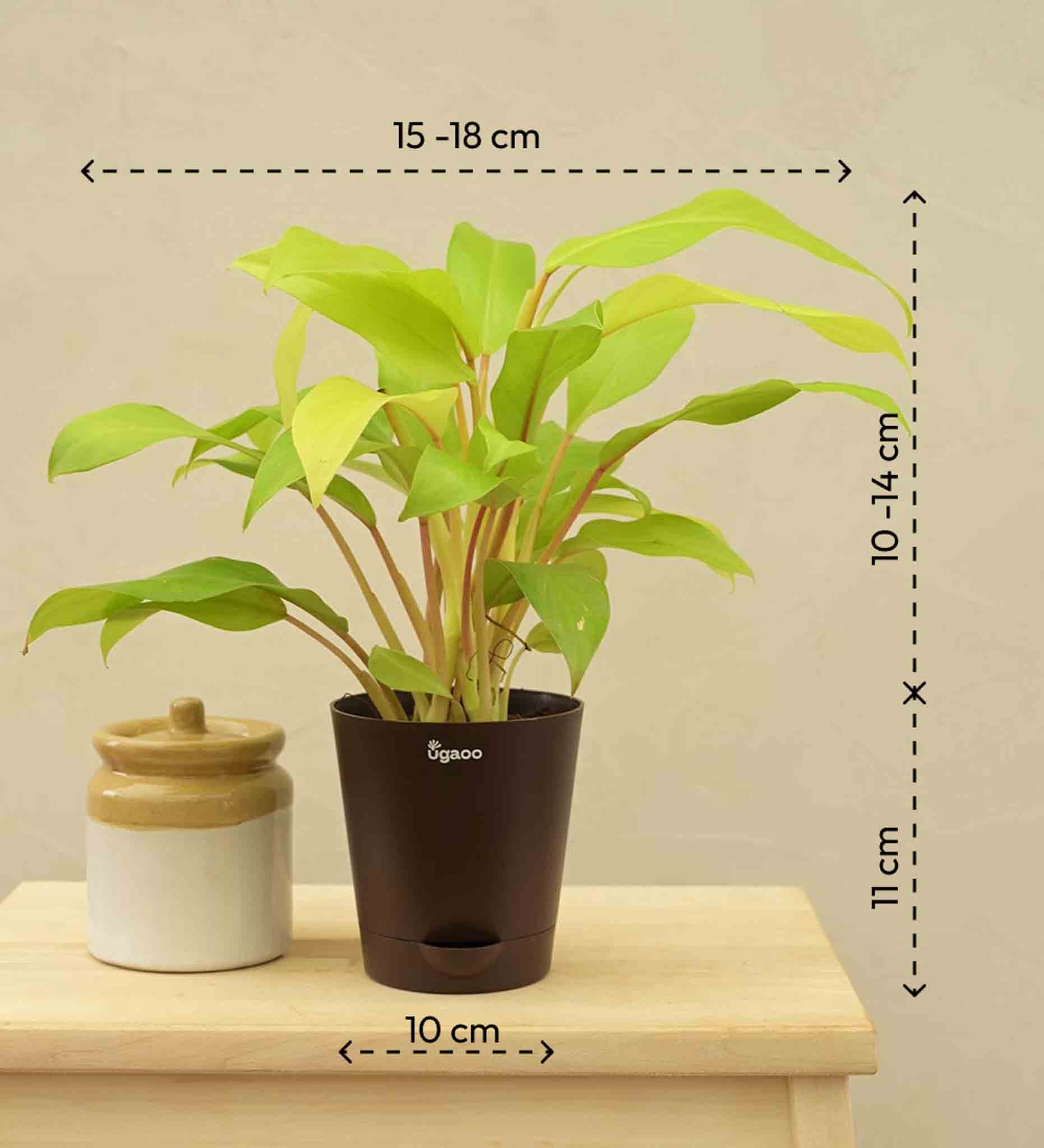 Philodendron Ceylon For Environment Day Gifting - Image 5