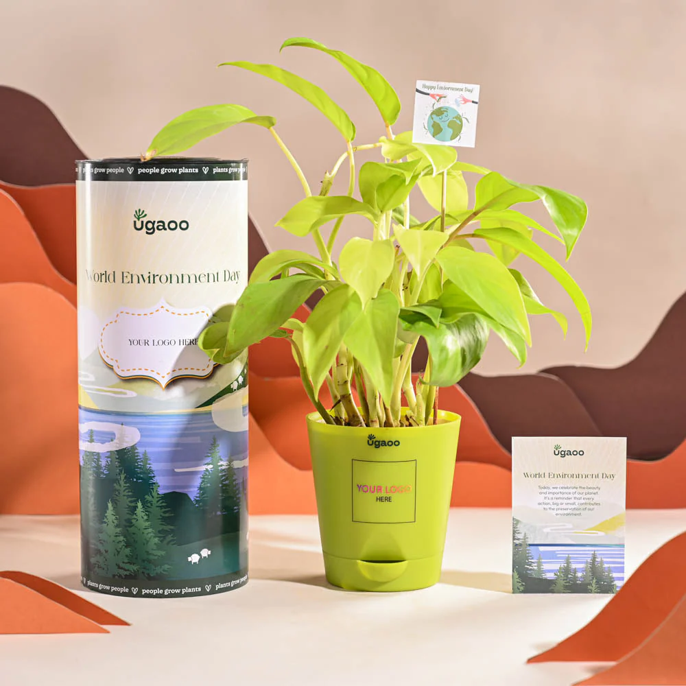 Philodendron Ceylon Golden Plant For Environment Day Gifting - Image 14