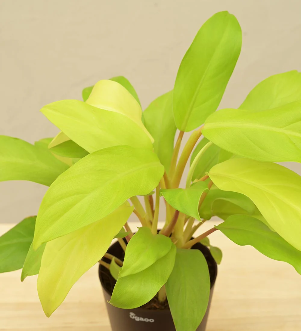 Philodendron Ceylon Golden Plant For Environment Day Gifting - Image 19