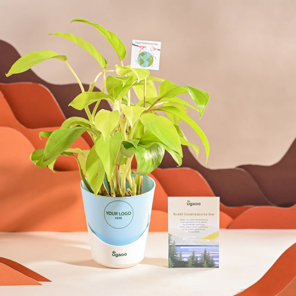 Philodendron Ceylon Golden Plant For Environment Day Gifting - Image 20