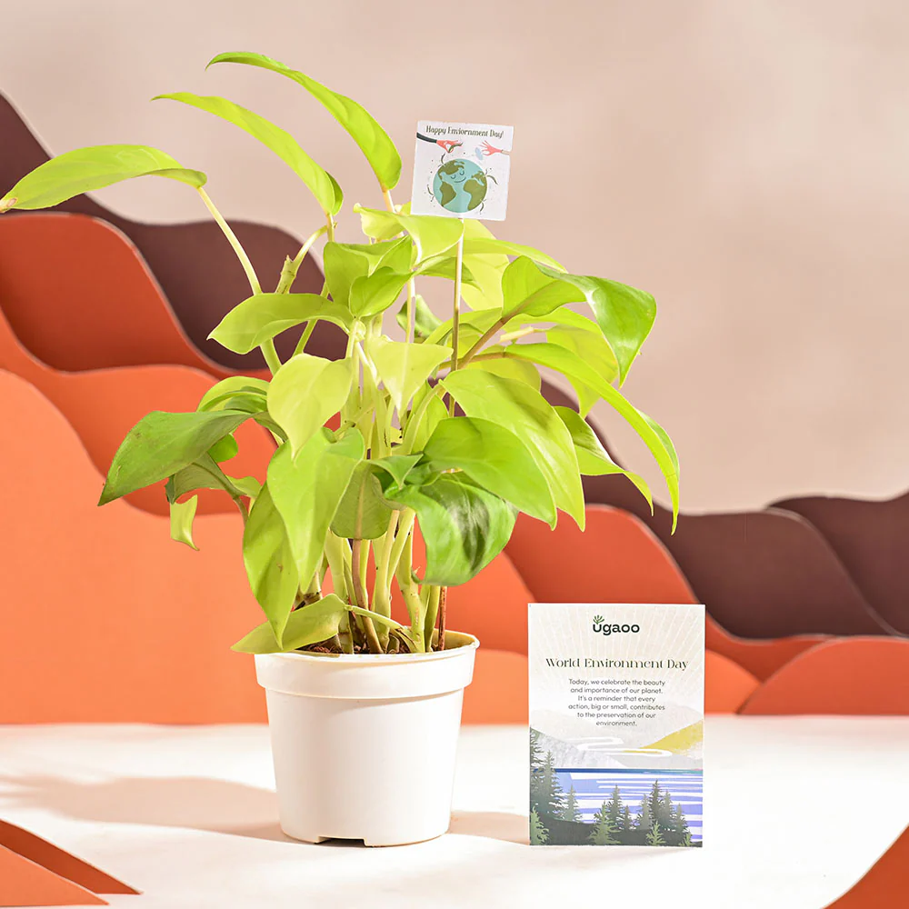 Philodendron Ceylon Golden Plant For Environment Day Gifting - Image 21