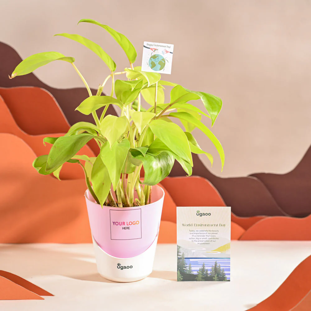 Philodendron Ceylon Golden Plant For Environment Day Gifting - Image 26