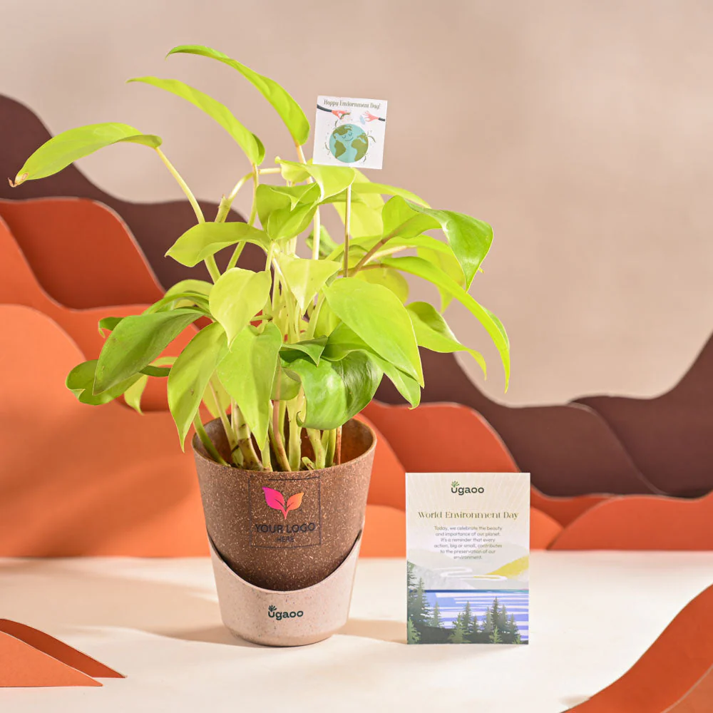 Philodendron Ceylon Golden Plant For Environment Day Gifting - Image 32