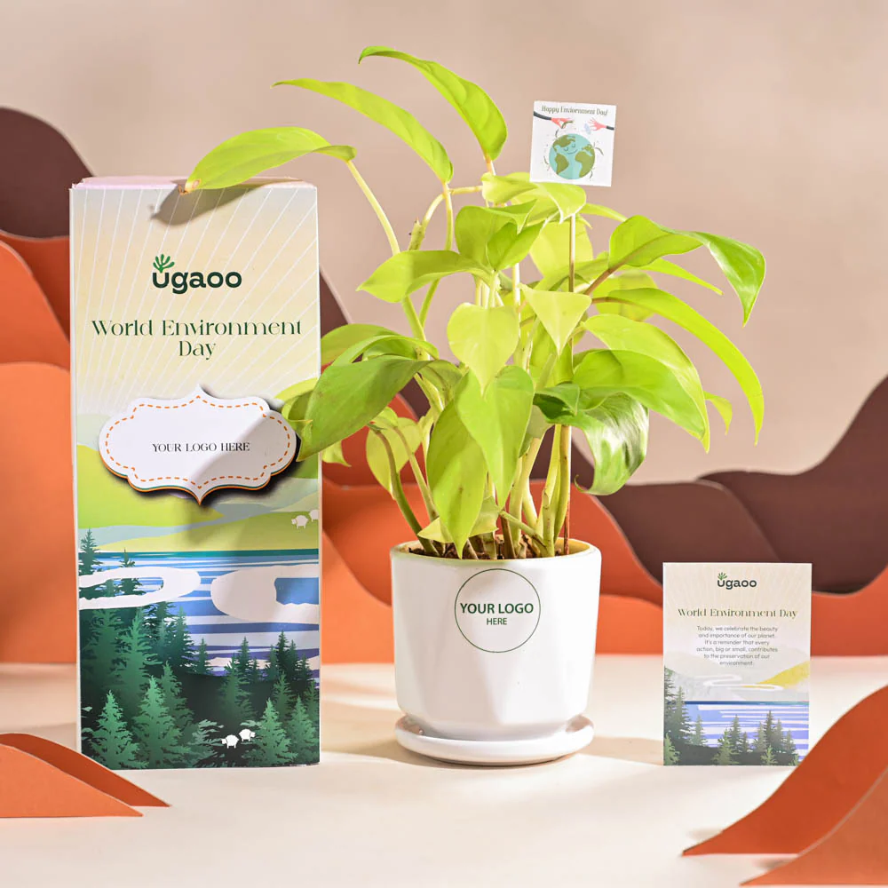 Philodendron Ceylon Golden Plant For Environment Day Gifting - Image 49