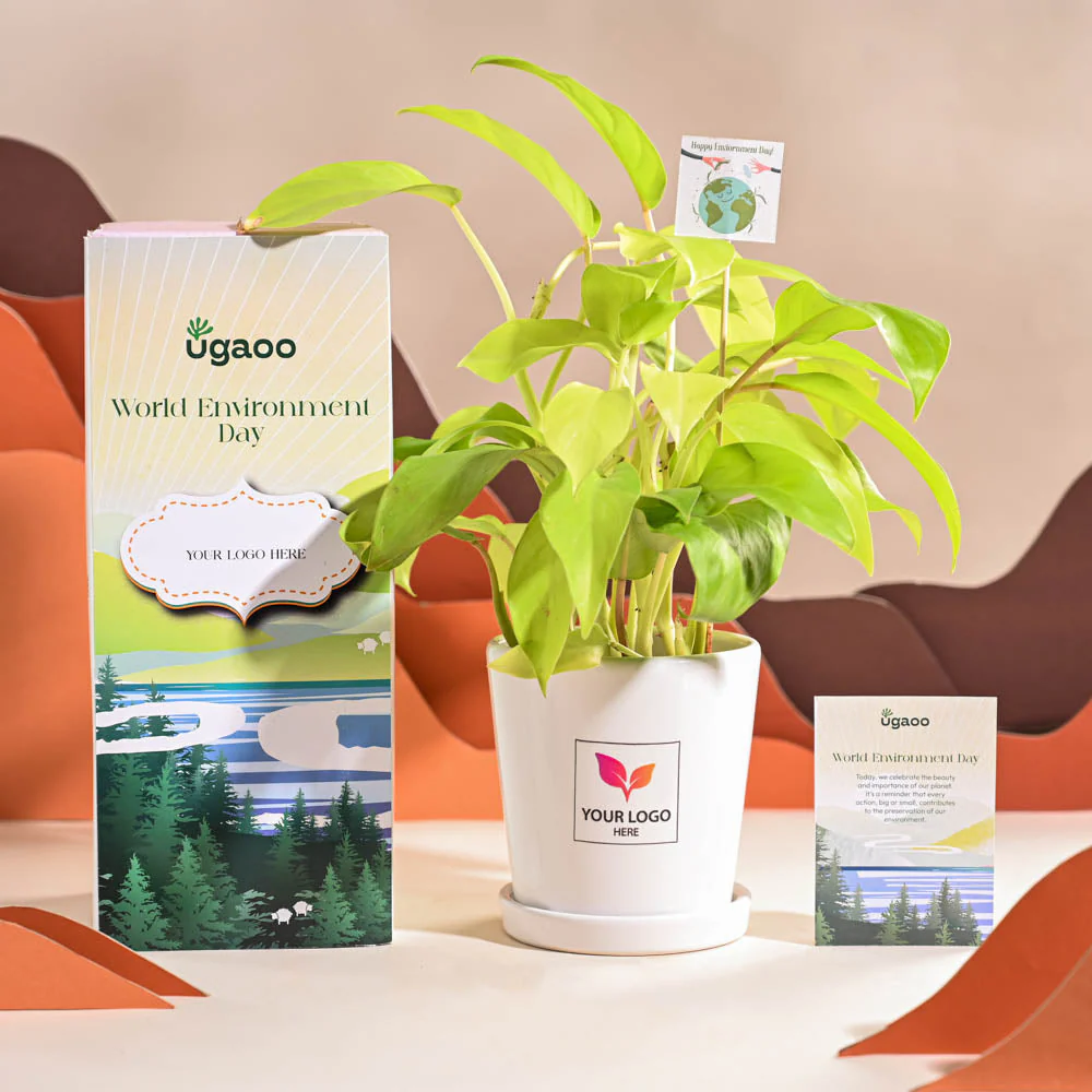 Philodendron Ceylon Golden Plant For Environment Day Gifting - Image 67
