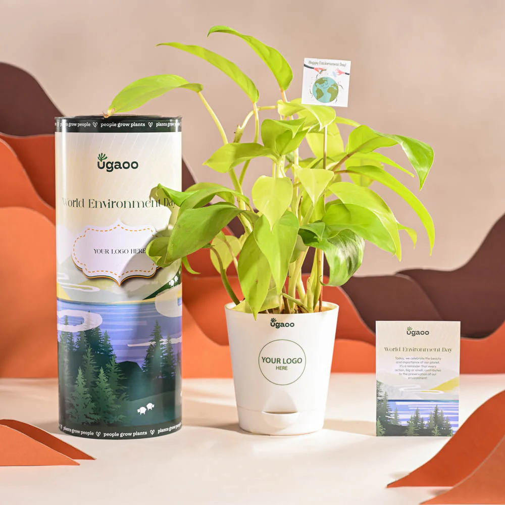 Philodendron Ceylon Golden Plant For Environment Day Gifting - Image 8