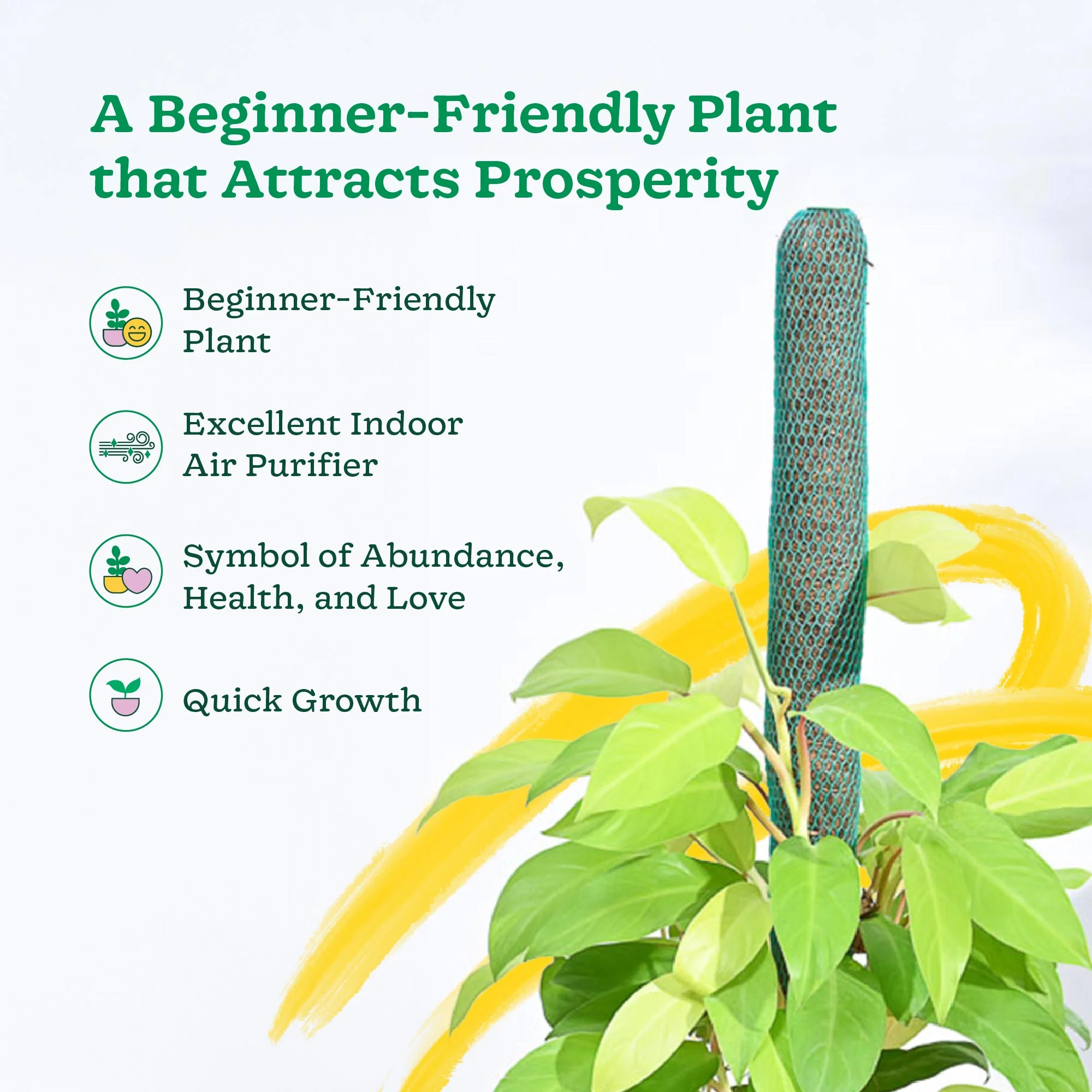 Philodendron Ceylon Golden Plant With Moss Stick - Image 3
