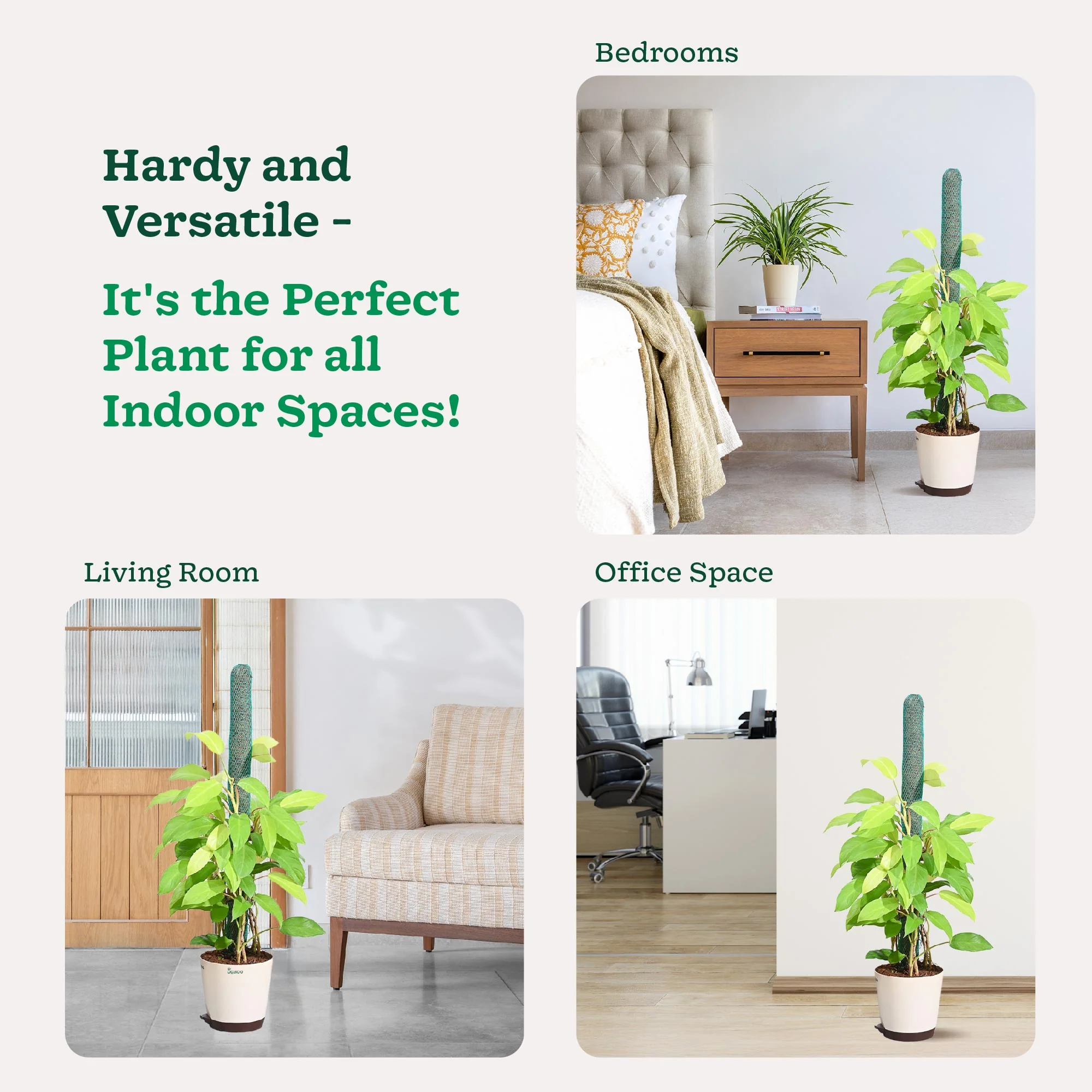 Philodendron Ceylon Golden Plant With Moss Stick - Image 4