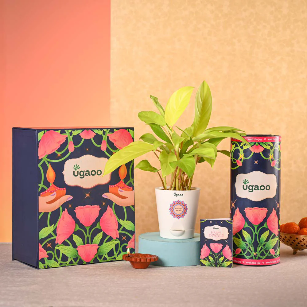 Philodendron Ceylon & Smoor Gift Hamper - Image 2
