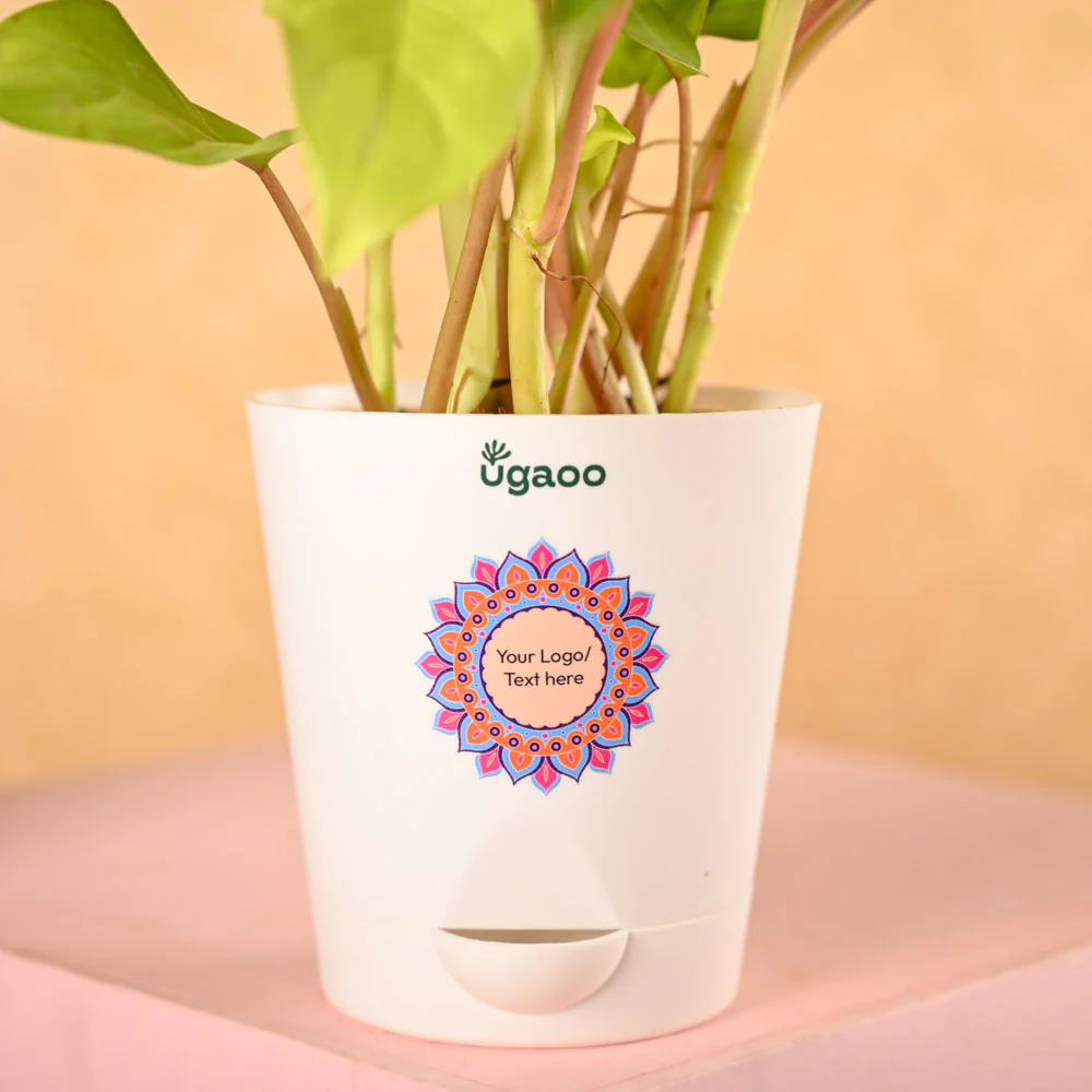 Philodendron Ceylon & Smoor Gift Hamper - Image 3