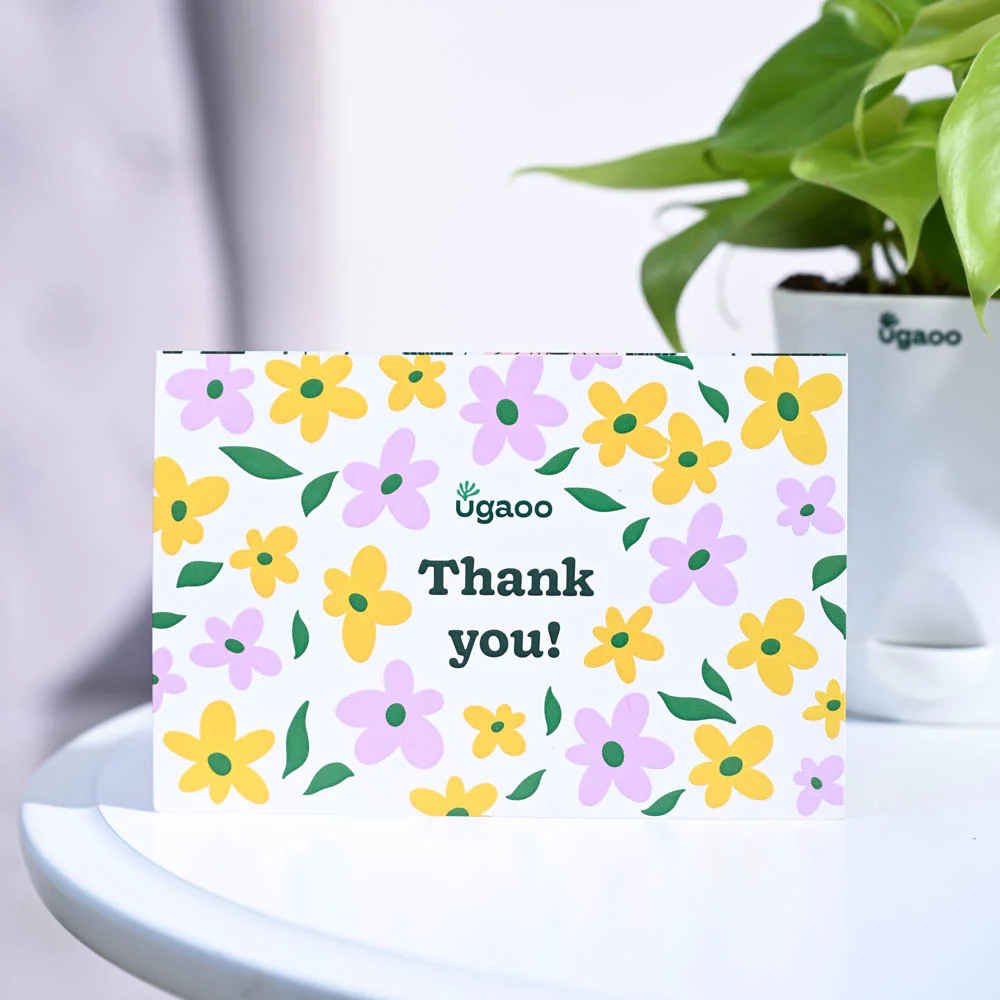 Philodendron Golden Thank you Gift Hamper - Image 4