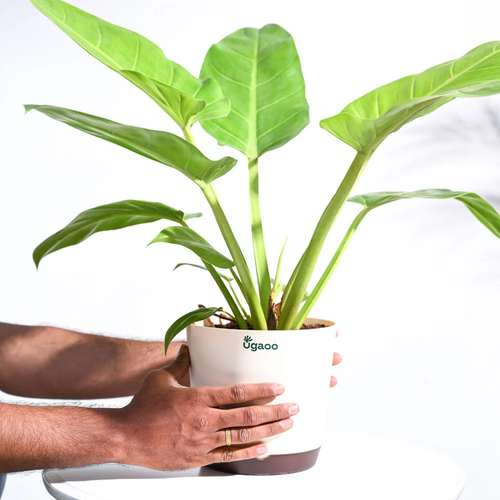 Philodendron Melinonii Golden - Large - Image 4