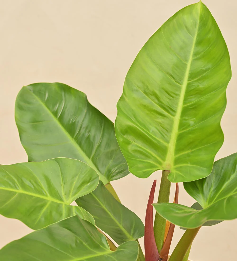 Philodendron Melinonii Green - Large - Image 2