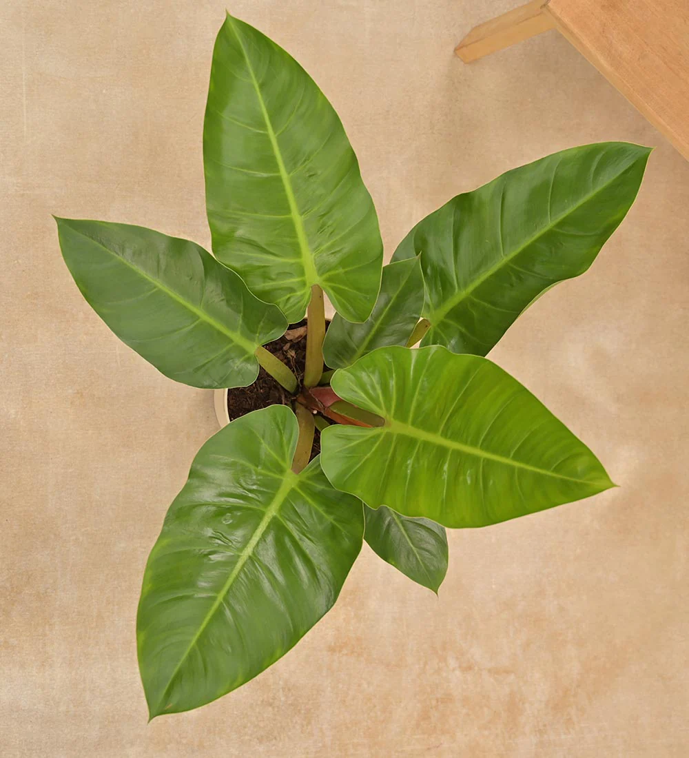 Philodendron Melinonii Green - Large - Image 3
