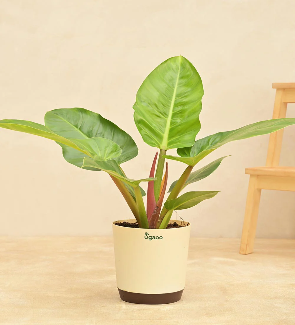 Philodendron Melinonii Green - Large - Image 4