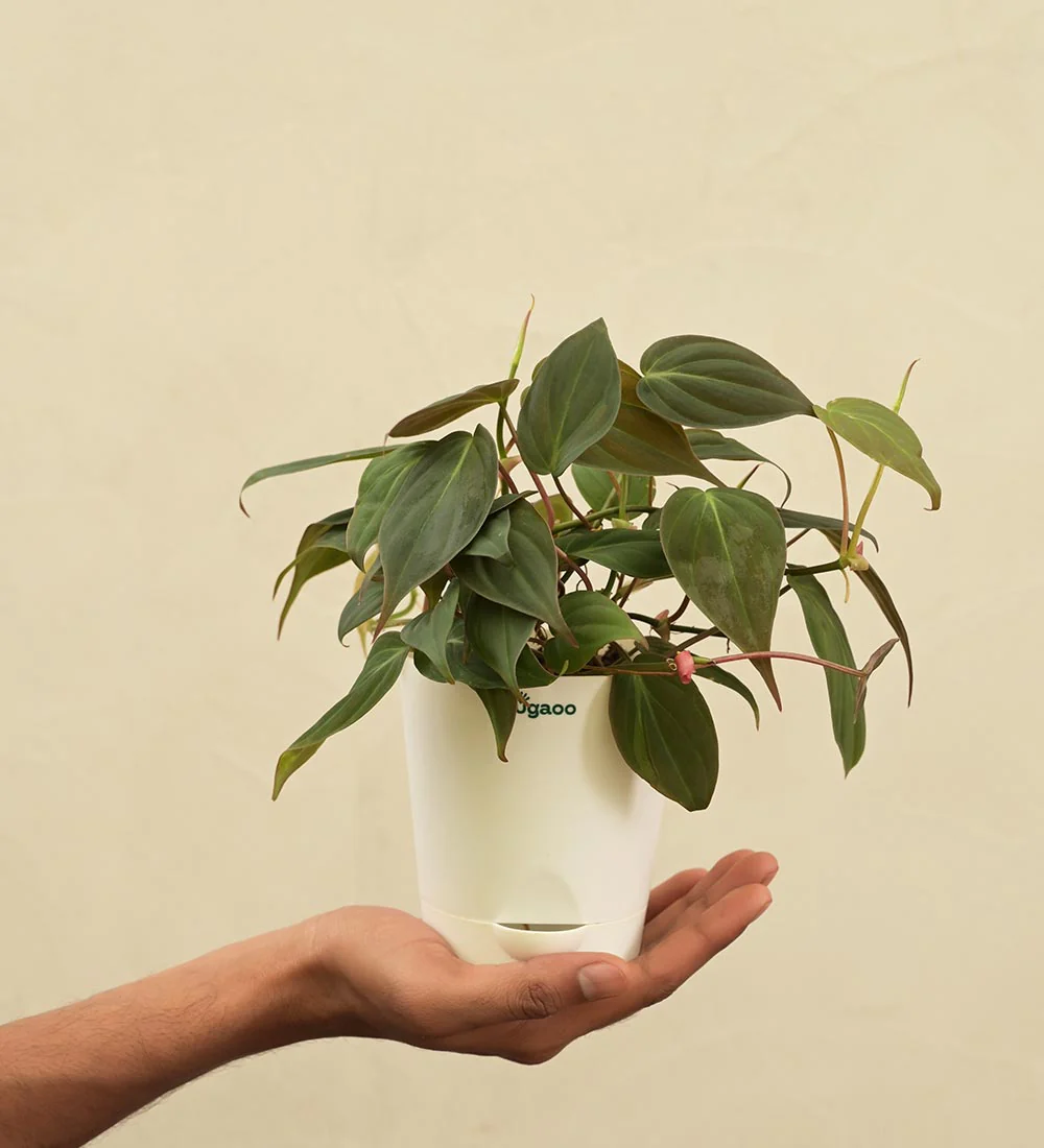 Philodendron Micans Plant For Environment Day Gifting - Image 4