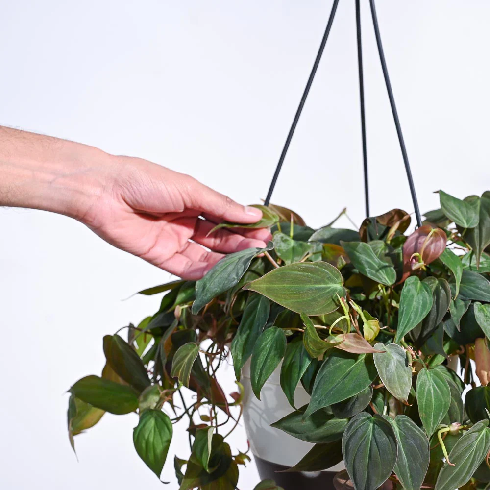 Philodendron Micans Plant With Hanging Pot - Image 3