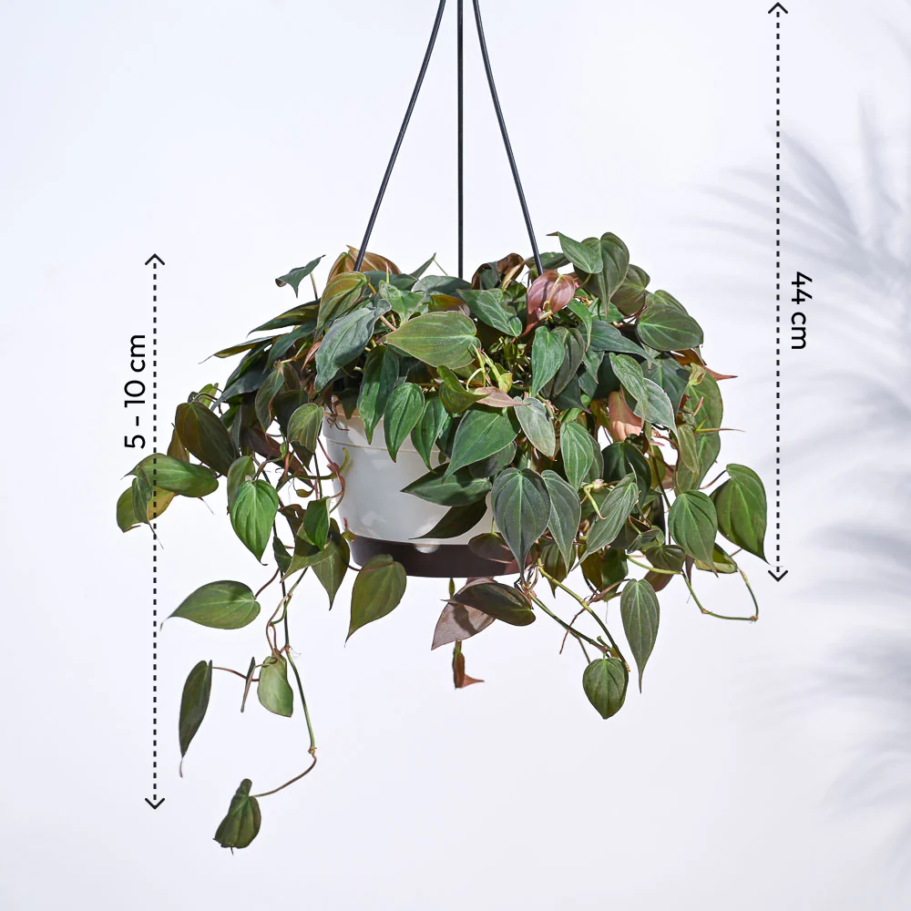 Philodendron Micans Plant With Hanging Pot - Image 4