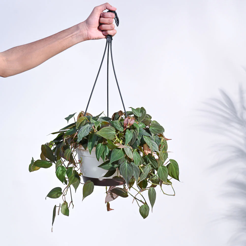 Philodendron Micans Plant With Hanging Pot - Image 5