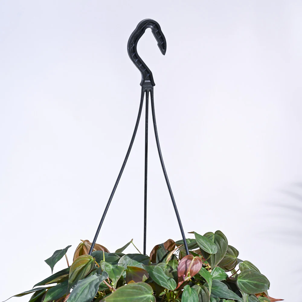 Philodendron Micans Plant With Hanging Pot - Image 6