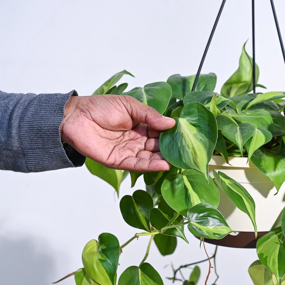 Philodendron Oxycardium Brasil With Hanging Pot - Image 3