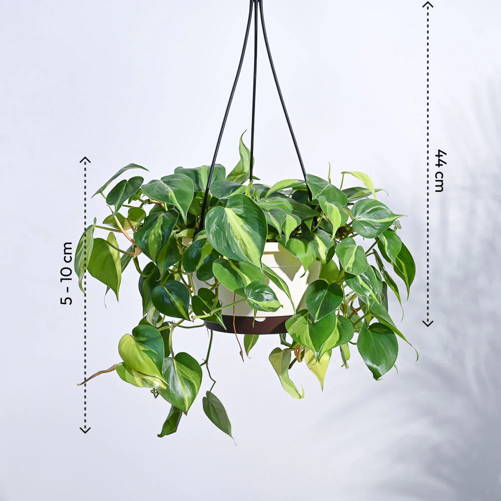 Philodendron Oxycardium Brasil With Hanging Pot - Image 4