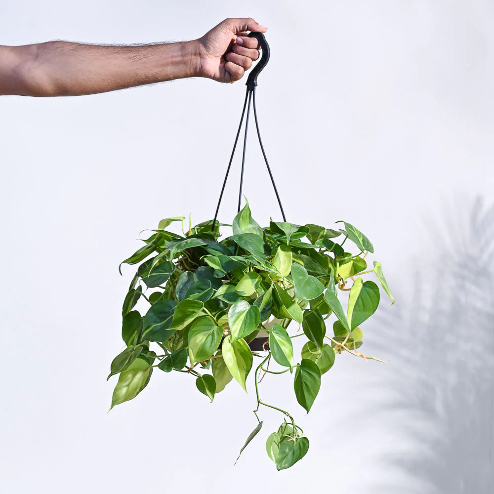 Philodendron Oxycardium Brasil With Hanging Pot - Image 5