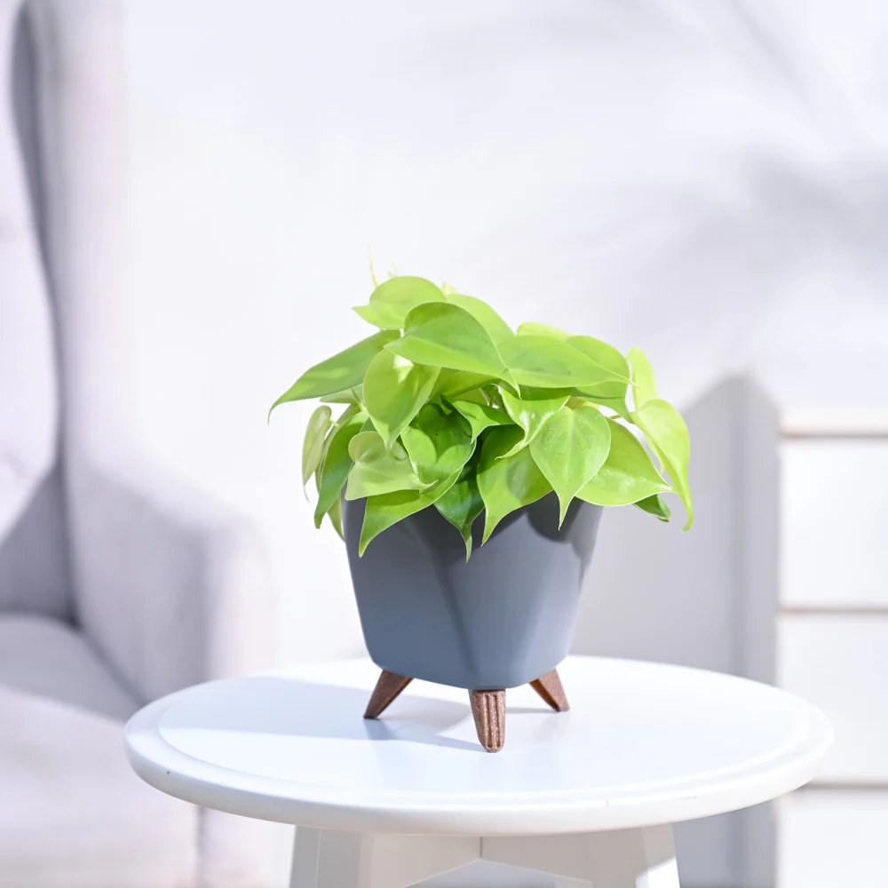 Philodendron Oxycardium Golden Plant - Image 10