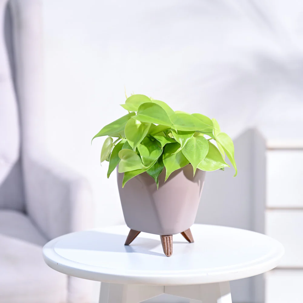 Philodendron Oxycardium Golden Plant - Image 11