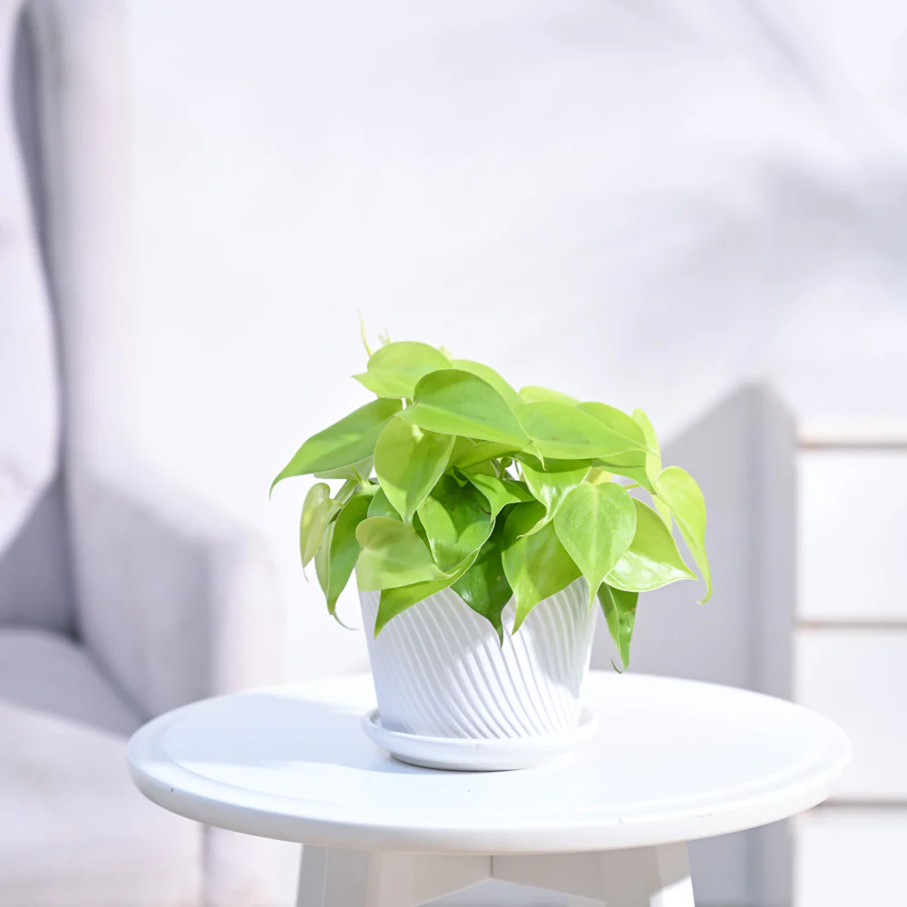 Philodendron Oxycardium Golden Plant - Image 12